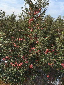 正宗山东烟台红富士一级果上市，新鲜水果零售