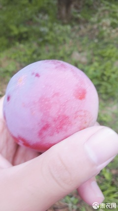 【农人直供】酸甜可口，一口咬下当季鲜！—— 原产地直发黄肉红布林李子品鉴