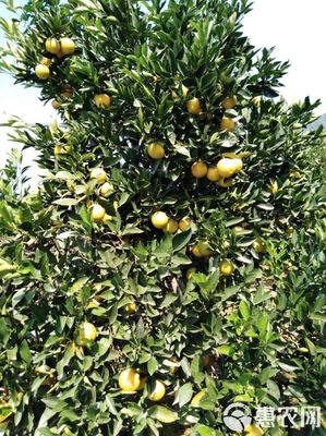 麻阳冰糖橙 55mm以上精选果，新鲜零售的甜蜜诱惑